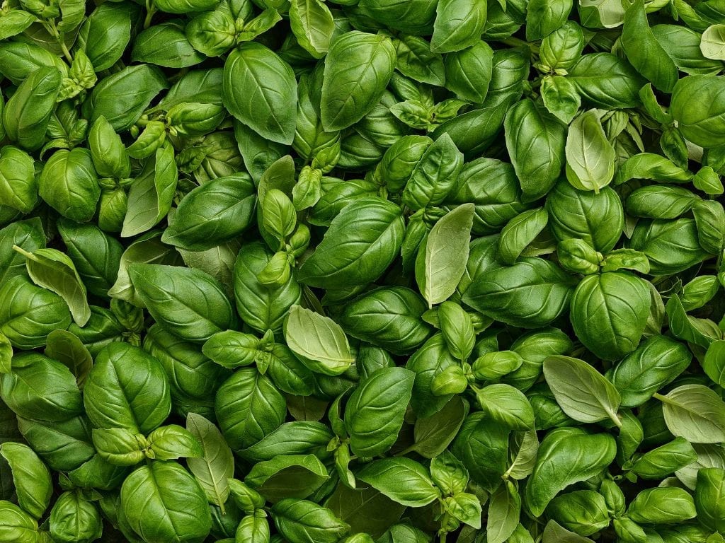 Packaging shot of fresh basil for Marks and Spencer's packaging. This was for the Summer Food On The Move range.