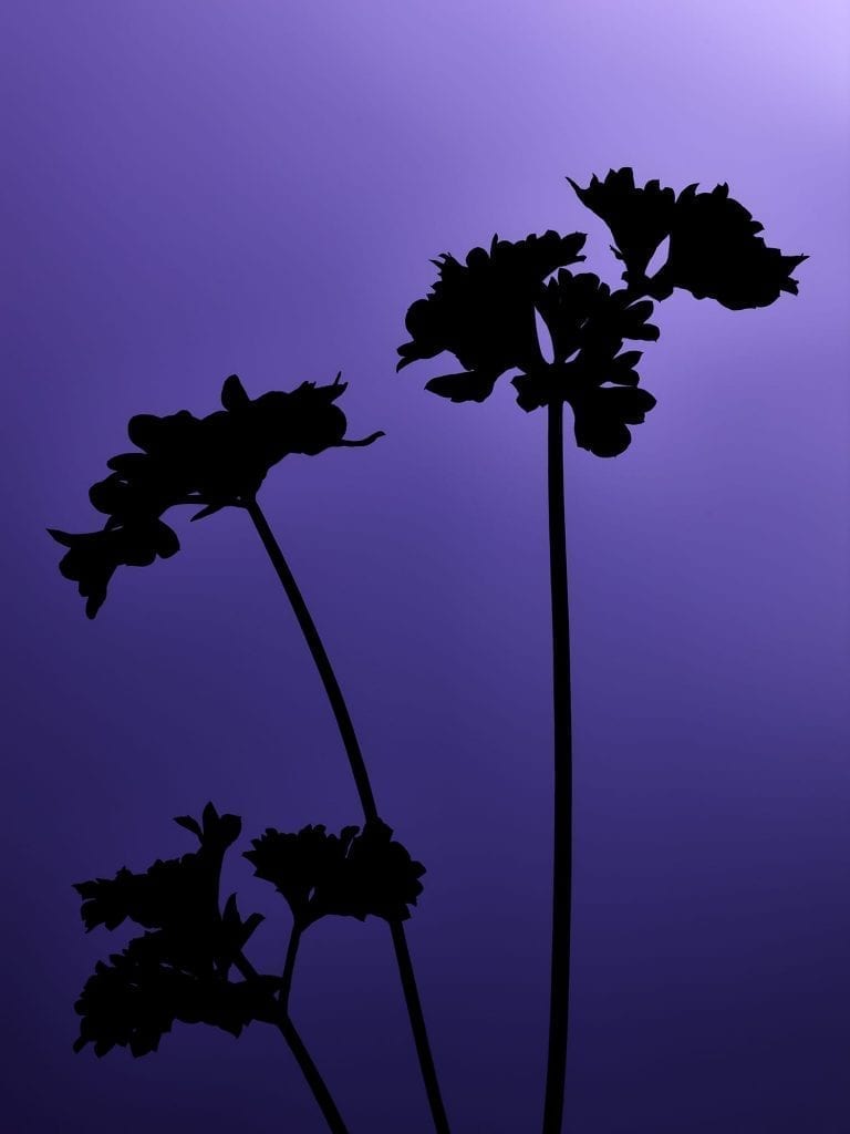 Test image, part of a series of silhouette herbs with different colour backgrounds, this one is of parsley
