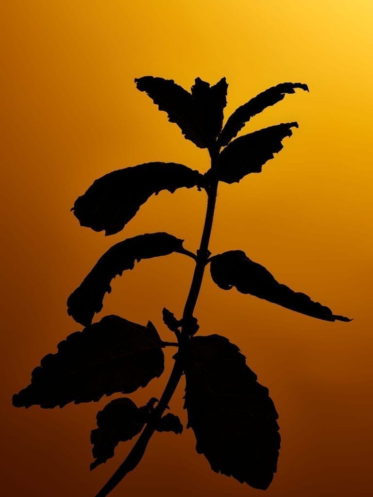 Test image, part of a series of silhouette herbs with different colour backgrounds, this one is of mint.